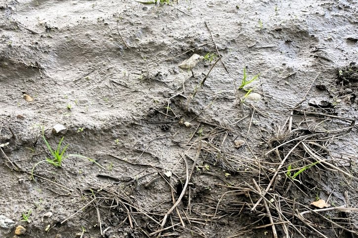 Habiller le sol pour le protéger des pluies diluviennes